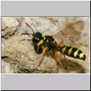 Cerceris quinquefasciata - Knotenwespe 04h 9mm beim Nesteintrag von Ruesselkaefern - OS-Hasbergen Lehmhuegel.jpg